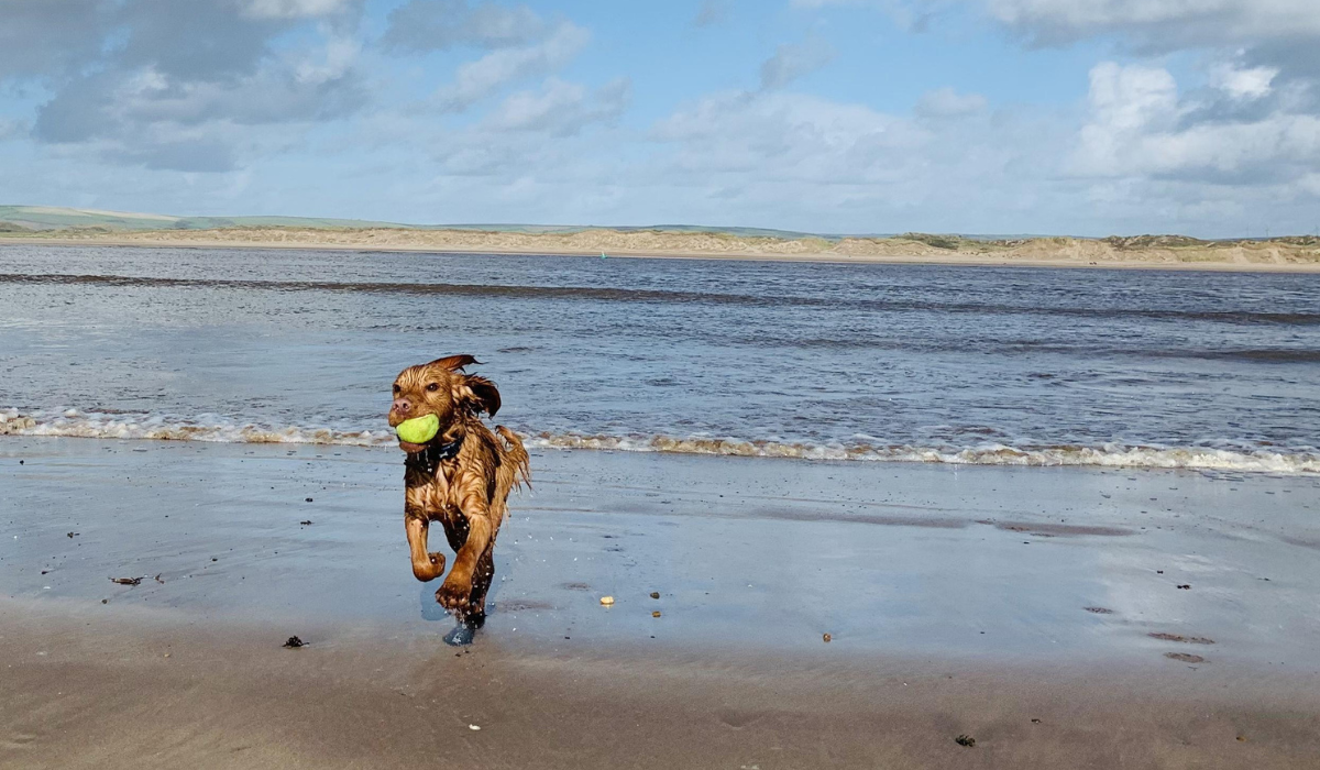 A wet, soggy Spaniel is running across the beach away from the sea with a tennis ball held firmly in their mouth.