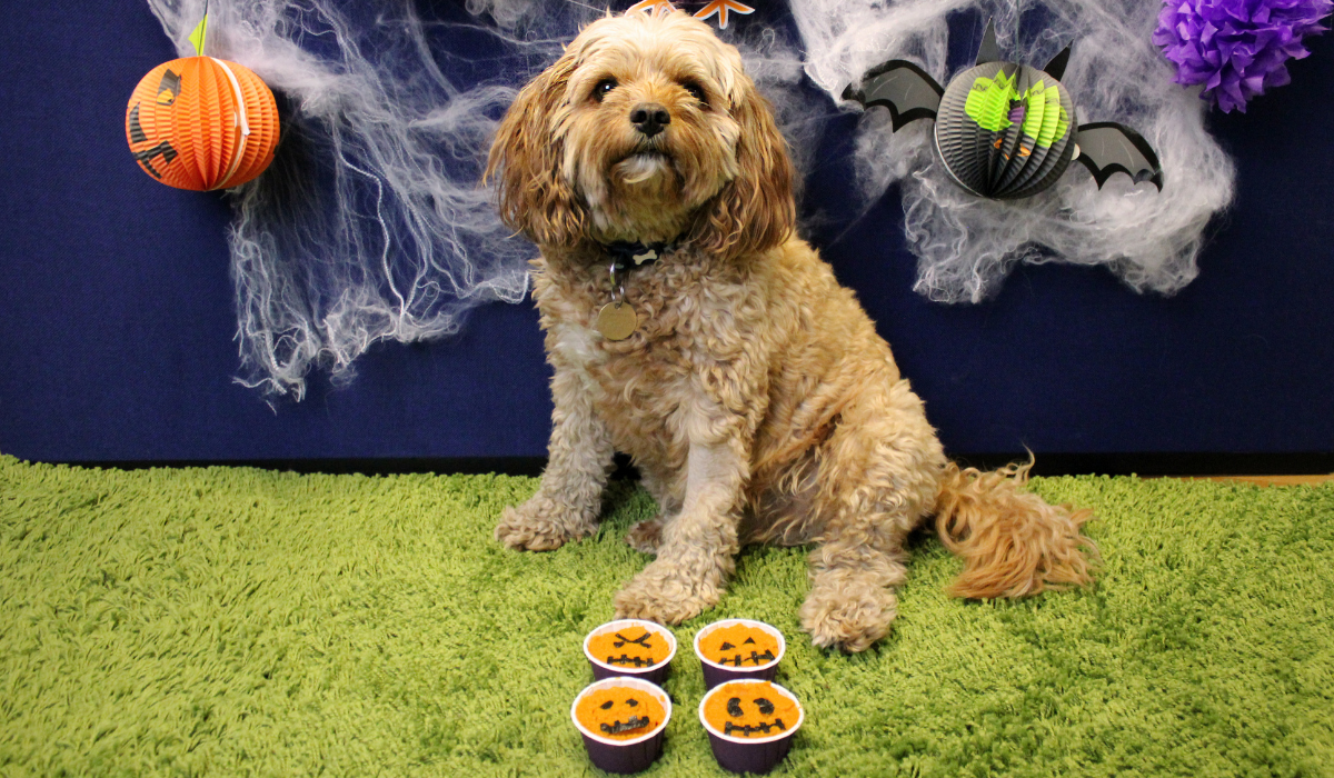 A cute, golden pooch is sat in front of a Halloween display with four Pumpkin Pupcakes on the floor in front of the dog, decorated with scary faces!