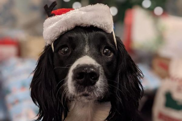 Dobbie, the English Springer Spaniel, with a christmas hat on