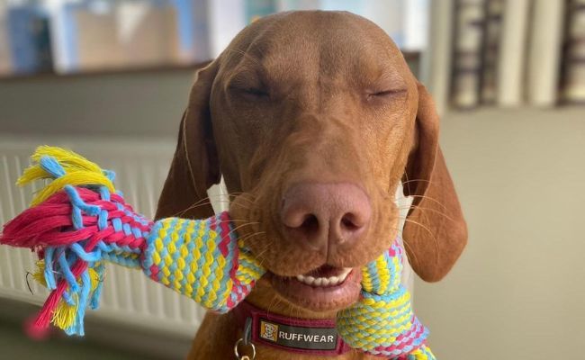 Doggy member Kika, the Hungarian Vizsla holding her tug toy smiling with her eyes closed 