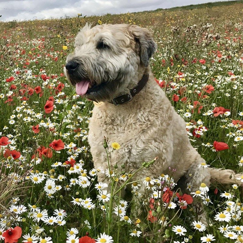 Doggy member Teddy is a Soft-coated Wheaten Terrier, pictured sitting in a field of poppies and daisies.