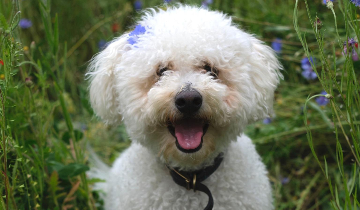 A cute Bichon Frise pup is sitting amongst the long grass with a pretty blueish-purple flower in their hair.