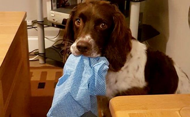 A Spaniel holds a cloth in his mouth - clearly helping with the cleaning