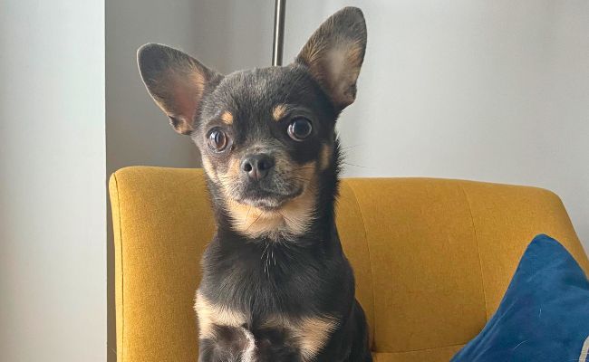 Doggy member Hugo, the Chihuahua sitting on a mustard yellow armchair