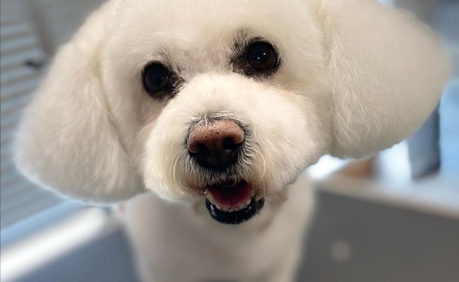 A white fluffy dog is fresh from the groomers - clean, fluffy and freshly trimmed