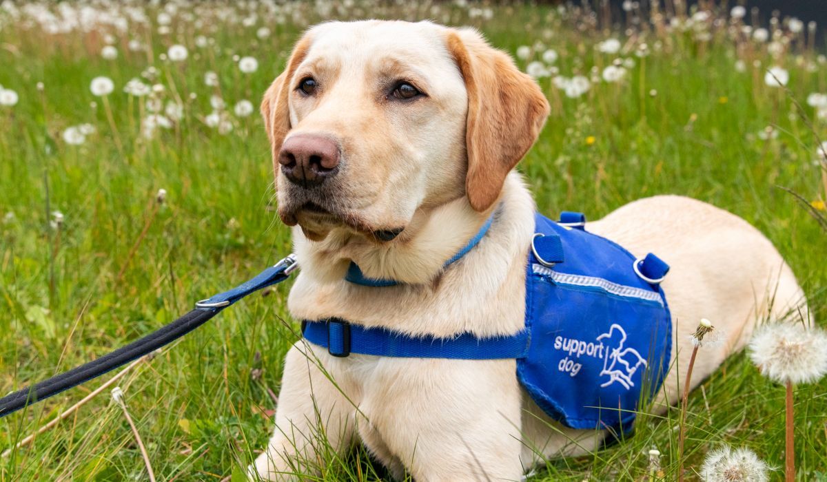 autism support dog Biscuit in training