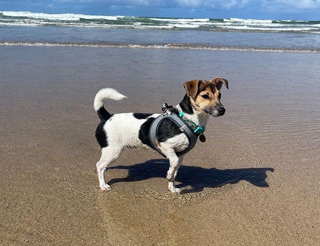 A classic Jack Russell, this small but well proportioned black, white and tan dog wis paddling in the shallows at the beach