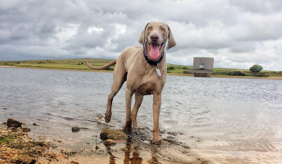 A large, athletic, short-haired, grey dog with large, triangular, floppy ears, small, bright green eyes and a large brown nose stands on the shallow river bed. The handsome pooch is grinning and a healthy, pink tongue hangs out their mouth. 