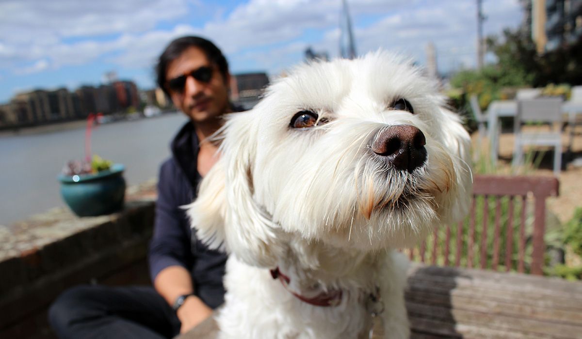 A small white dog is in the foreground, looking off into the distance, past the camera. Behind him sits a man. They are beside a river.