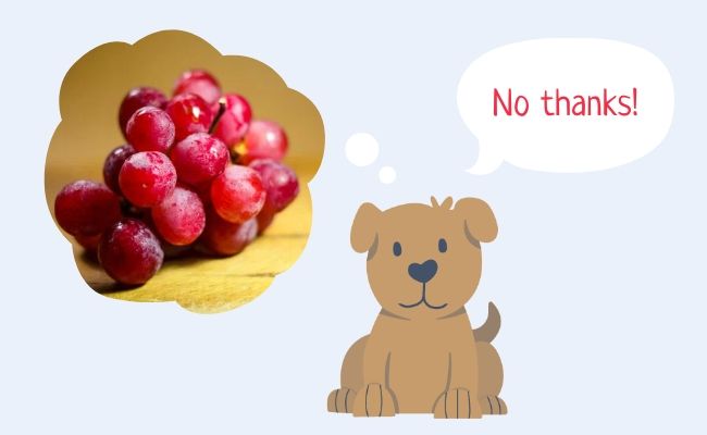 Dogs can't eat grapes, raisins or currants