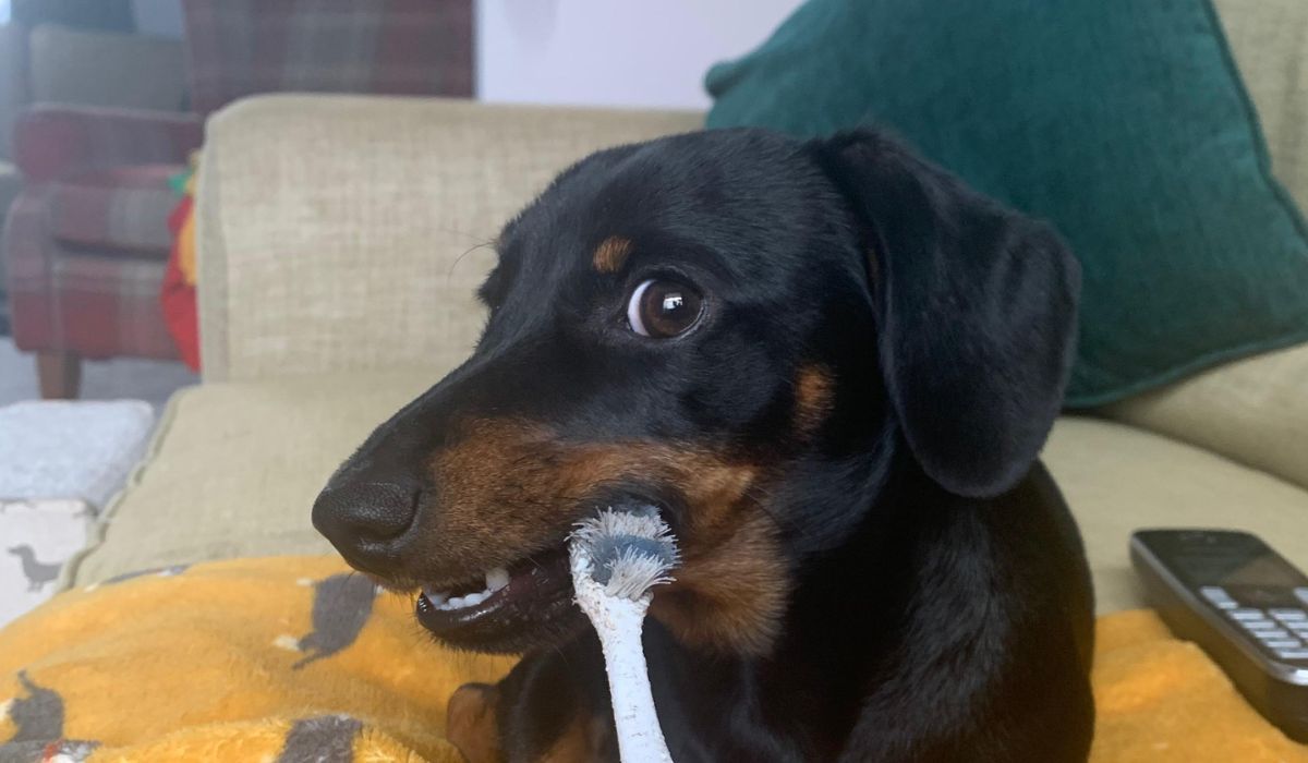 a miniature dachshund playing with a dental toy