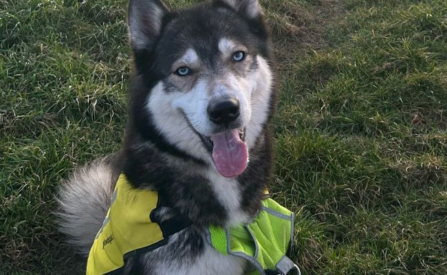 Doggy member Bear, the Siberian Husky wearing a reflective harness as the evening draws in