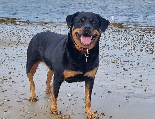 Lexi is having a fun day at the beach! She's a sturdy looking dog with a wide smile and short, black and tan hair