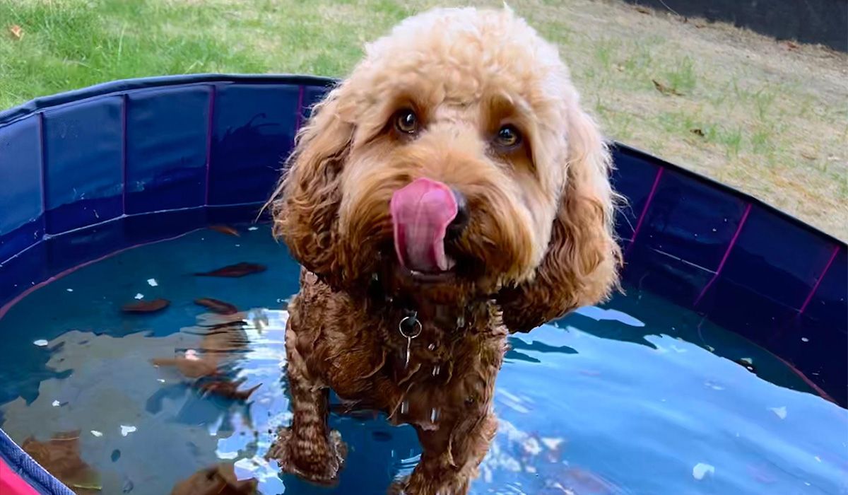 A cockapoo in a paddling pool, cooling off