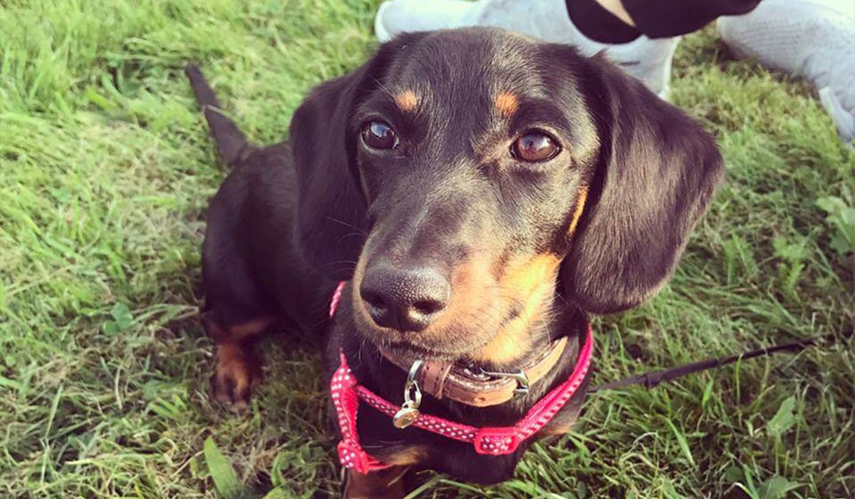 Bella the Miniature Dachshund sits by Kirstens feet in the park