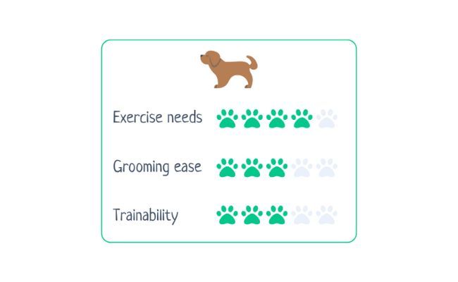 Irish Wolfhound  Exercise Needs 4/5 Grooming Ease 3/5 Trainability 3/5