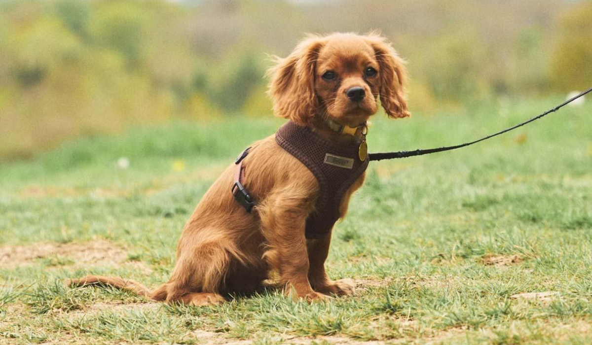 A small, tan, Cavalier King Charles Spaniel is sitting patiently on a walk, waiting for a treat for being such a good dog!