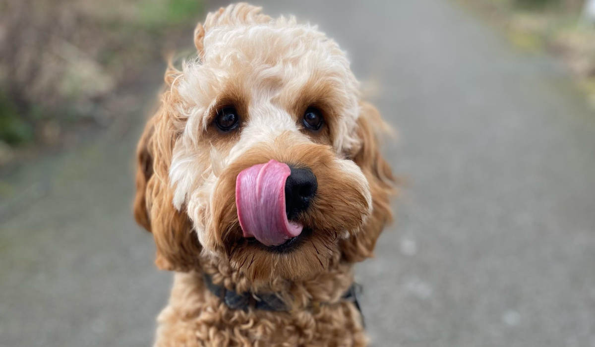 A golden Cockapoo is eager for a treat, their tongue is curled up over their nose waiting in anticipation!