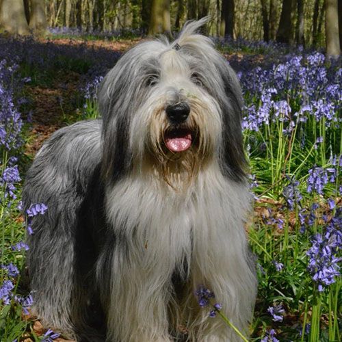 Maggie, a Bearded Collie, standing, tongue out in a field of bluebells looking at camera