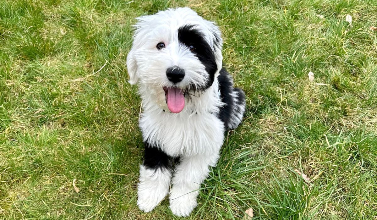 A fluffy white dog with black patches sits on the grass, panting happily with their pink tongue showing.