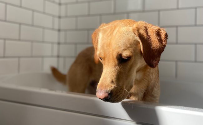 Bosun, the Labrador Retriever standing in the bath ready for a pooch pamper