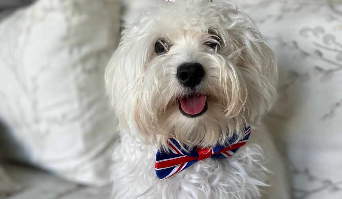 Doggy member Charlie, the Maltipoo, wearing a Union Jack bow tie and sitting on the sofa smiling.