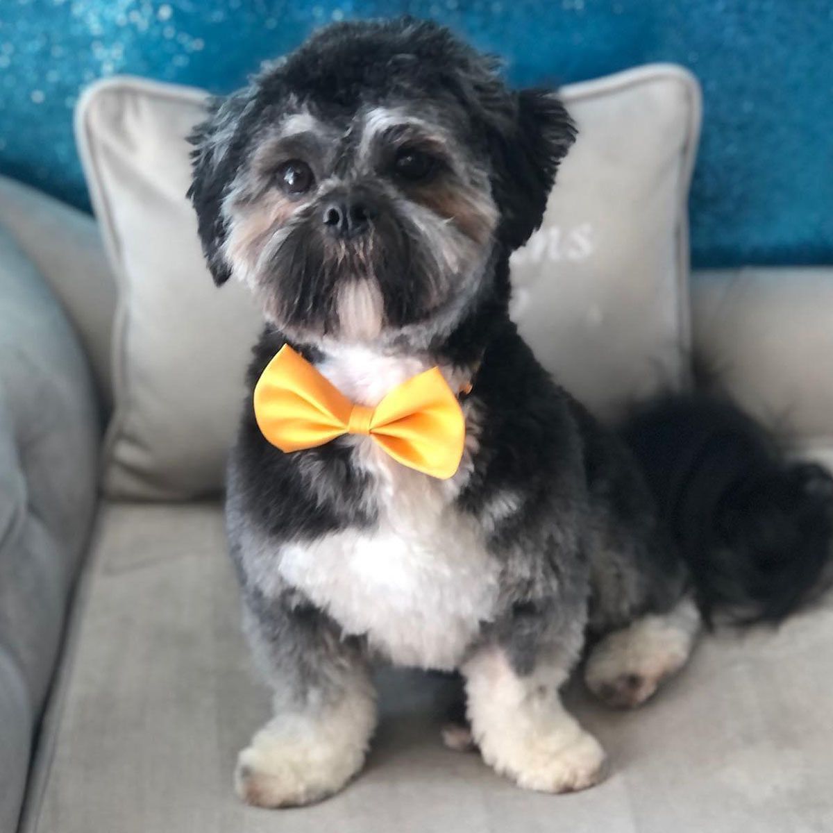 Cute, freshly groomed Shi-Tzu with a yellow bow round their neck