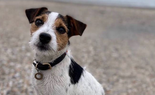 Nugget, the Parson Russell Terrier