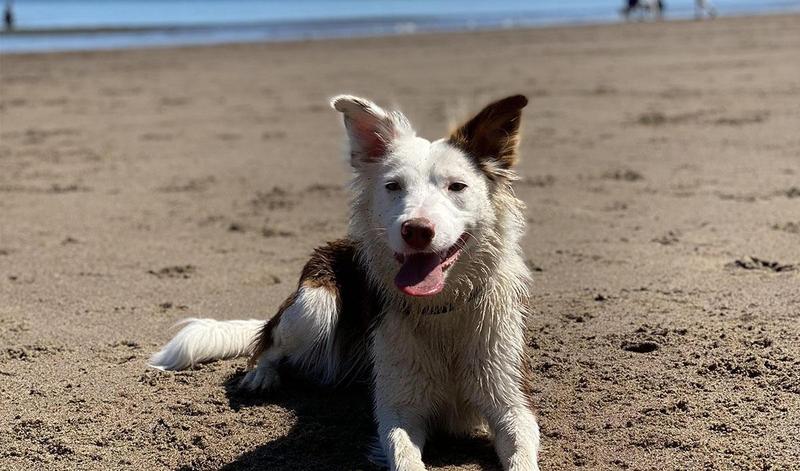 Top tips for keeping your dog cool this summer