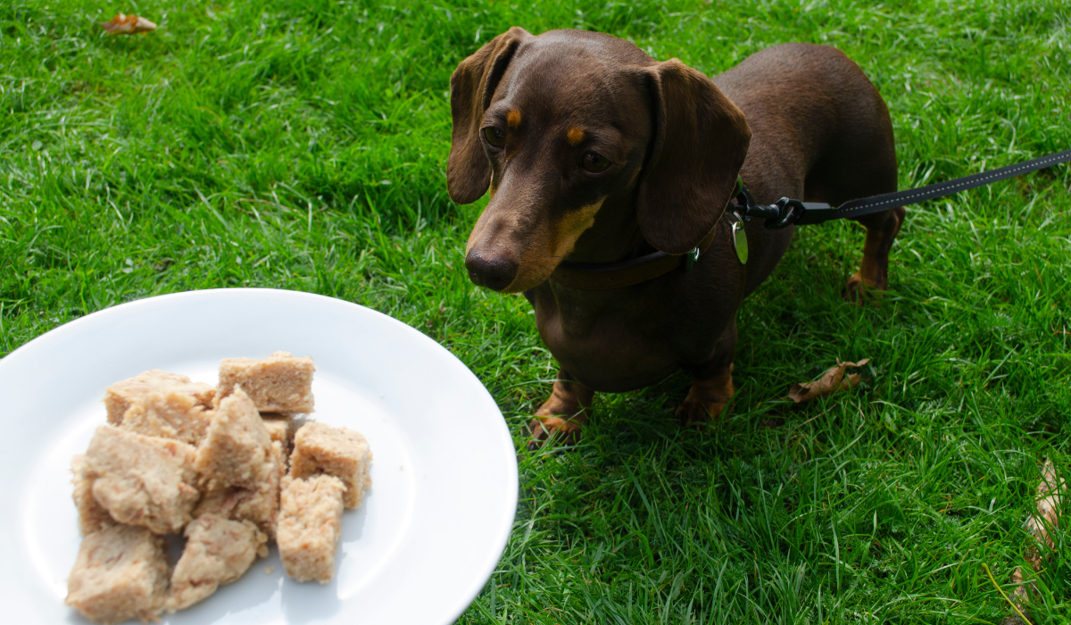 A cute, brown Dachshund has their eyes on the plate of Tuna Loaf Bites in front of them.