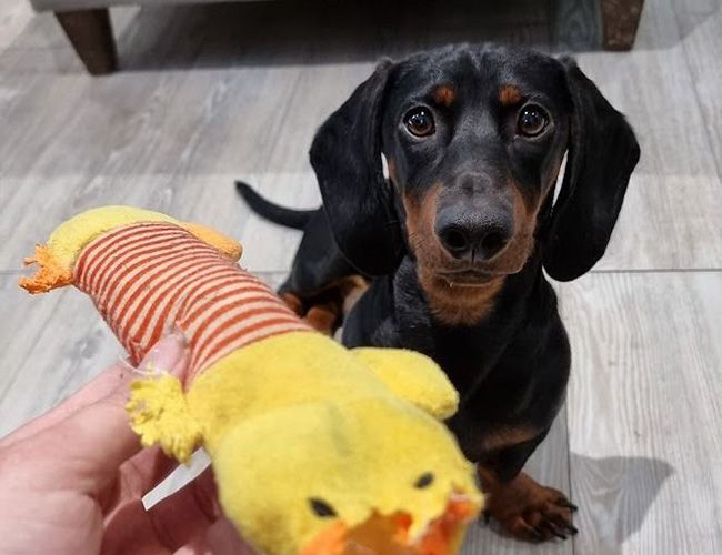 Dobby is a black and tan short legged dog with a long body and floppy ears. He's staring at a rather chewed duck toy that someone is holding in front of the camera