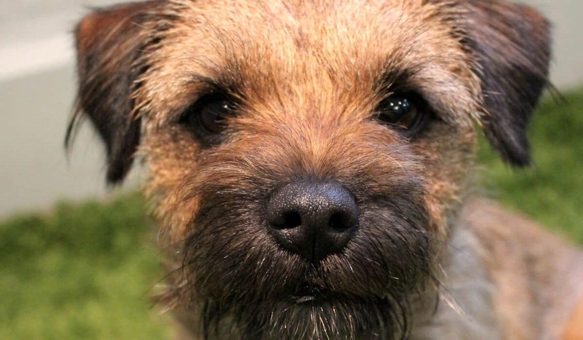 A close up of Whiskey's adorable scruffy face. He's black and brown and looking straight at the camera.