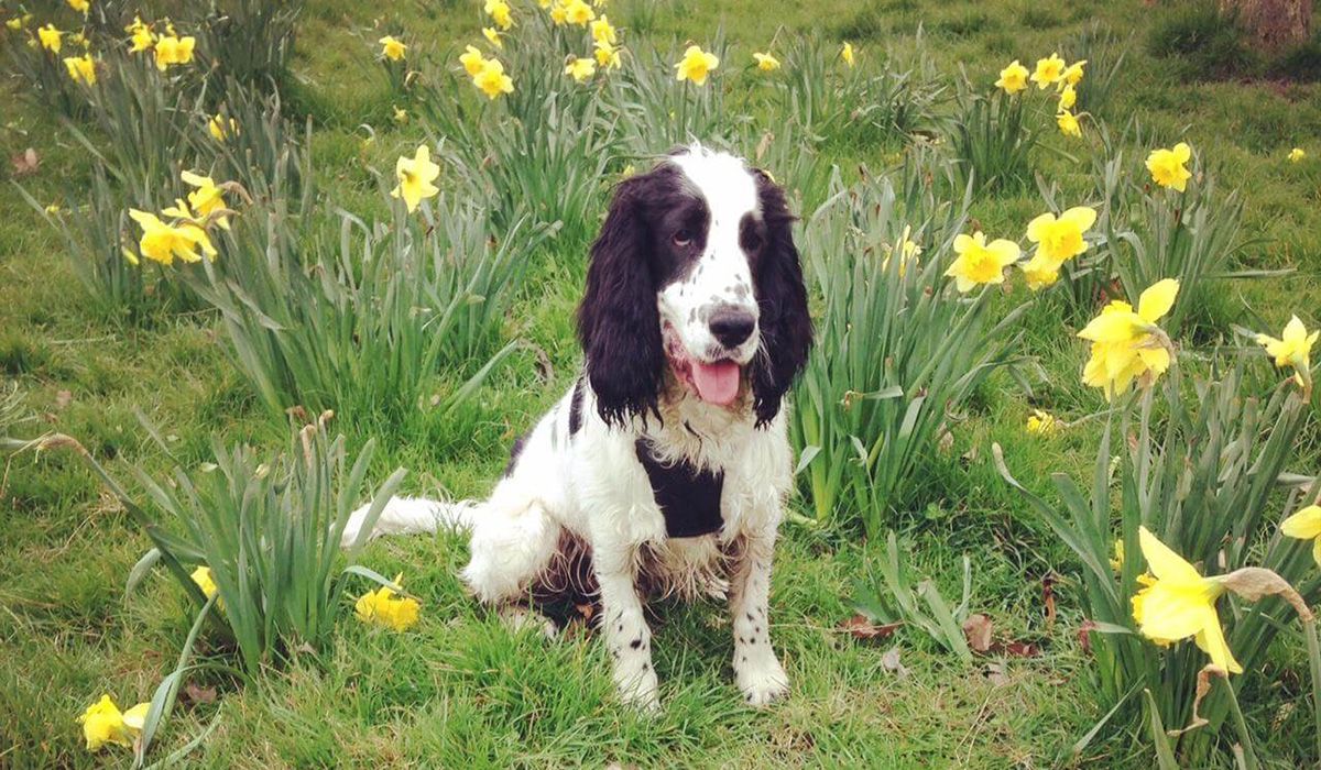 Charlie sits in a field of daffodils with his tongue out