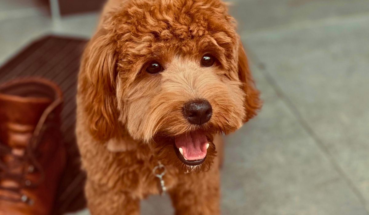 Doggy member Poppy, the Cockapoo, happy to be at her dog sitters for the day