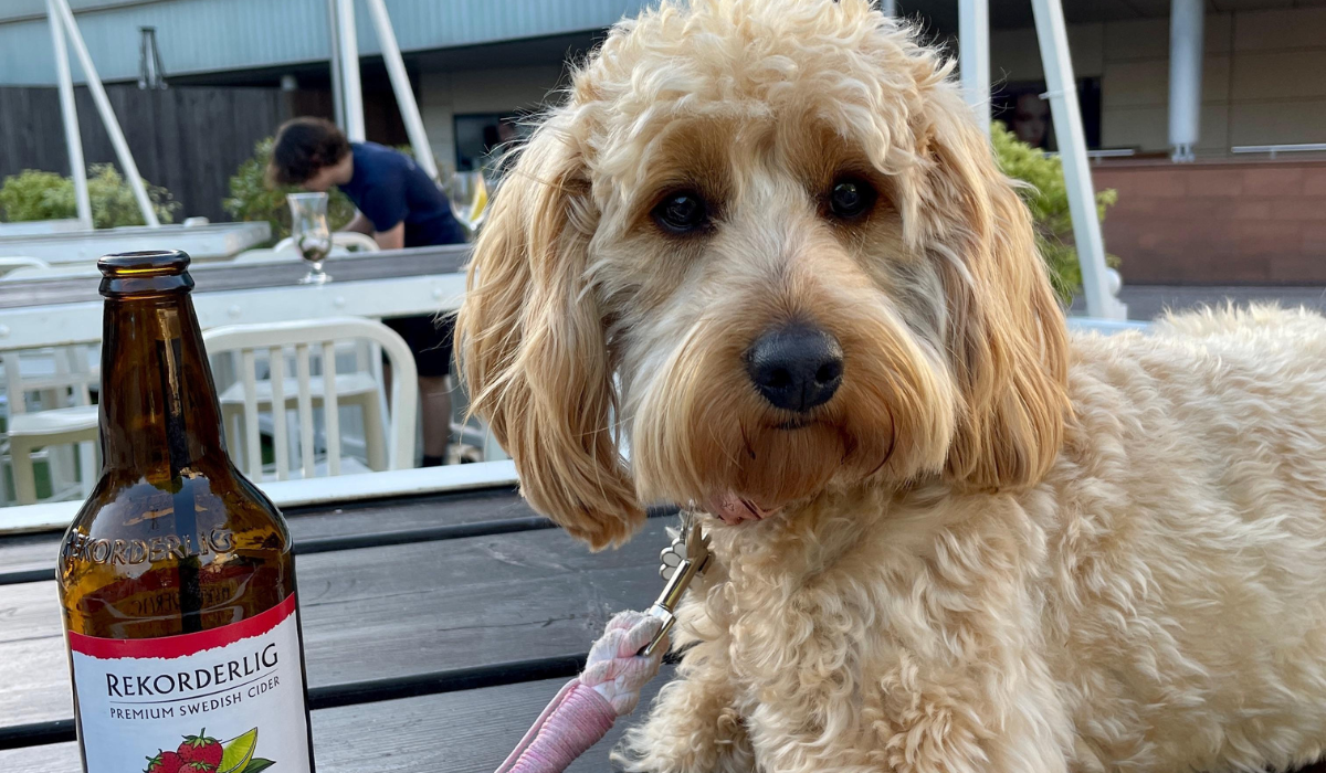 A sweet Cockapoo is lying on a picnic bench next to a bottle of cider, in an outdoor area of a pub.