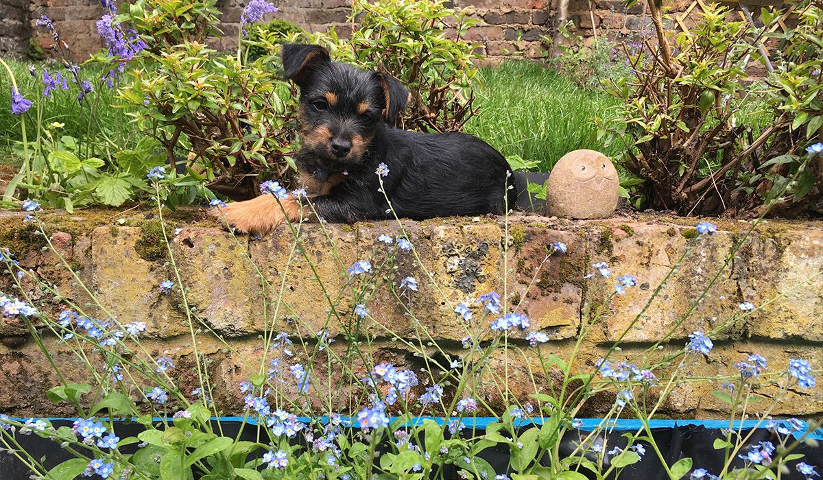 A small black and tan dog sits on a low garden wall looking at forget-me-nots in the foreground