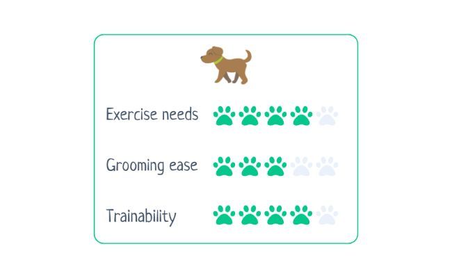 Field Spaniel  Exercise Needs 4/5 Grooming Ease 3/5 Trainability 4/5