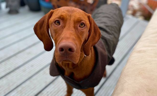Doggy member Bruno, the Hungarian Vizsla wearing his jacket ready for a weekend hike!