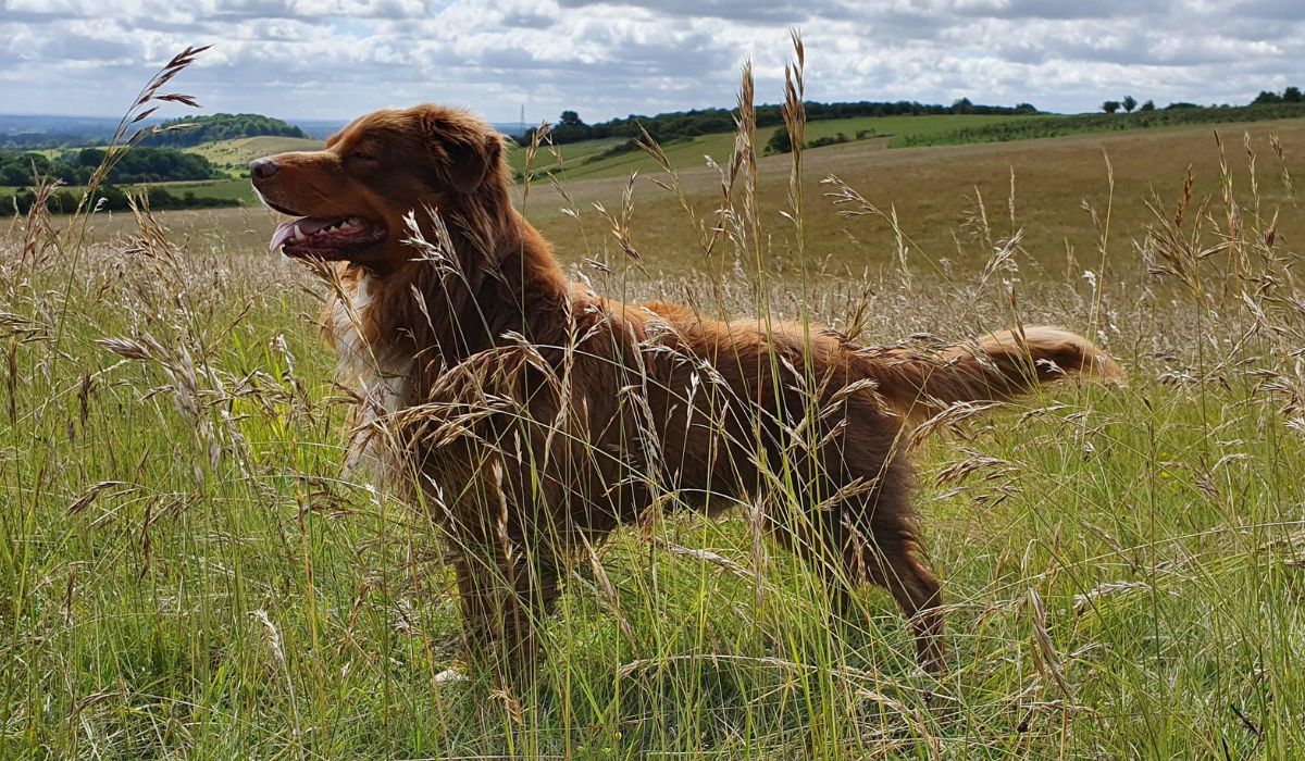 A beautiful, copper brown Australian Shepherd dog stands alert in the long grass surrounded by rolling countryside.