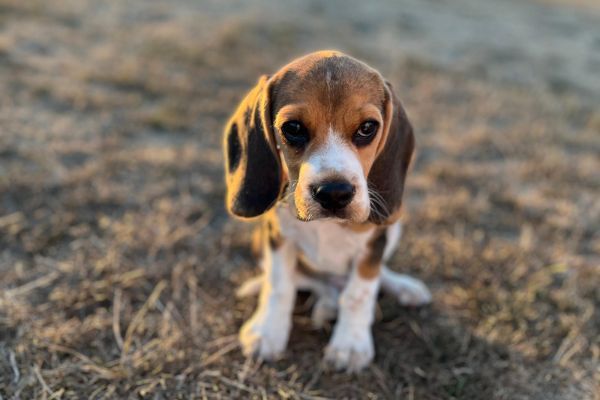 Beau, the Beagle