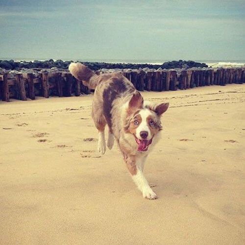 Doggy member Louna