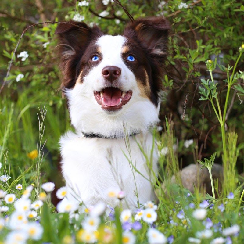 Doggy member Ted