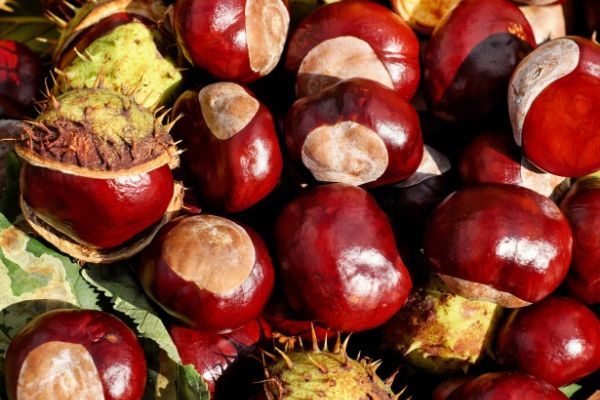conkers poisonous to dogs