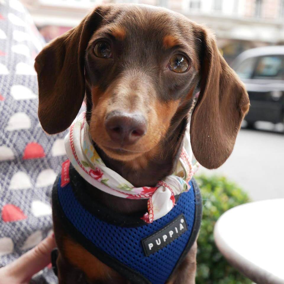 Daphne gets comfortable in a cafe with a fetching necktie