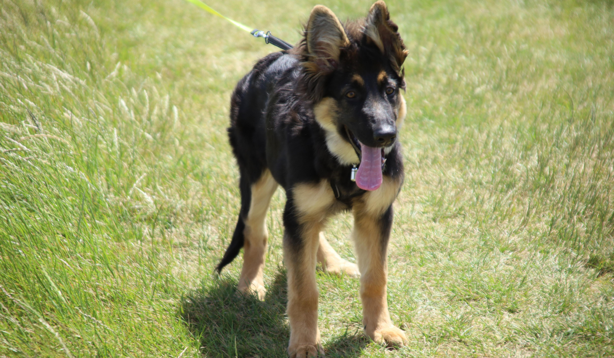 A young German Shepherd Dog on lead in the grass, poised and ready for a small fun run!