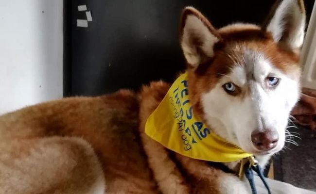 Doggy member Tapeesa, the Siberian Husky wearing her Pets As Therapy yellow bandana
