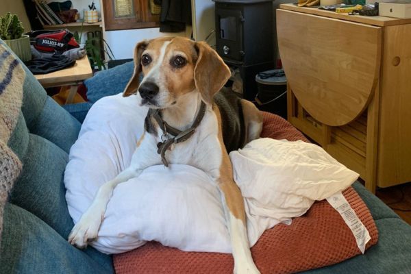 Poppy, the beagle