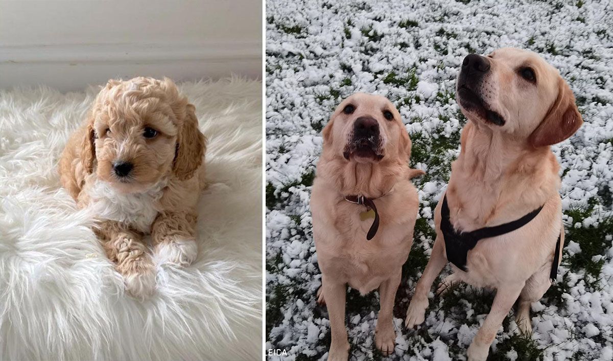 Winter grooming tips - a fluffy Cockapoo and two Golden Retrievers in the snow
