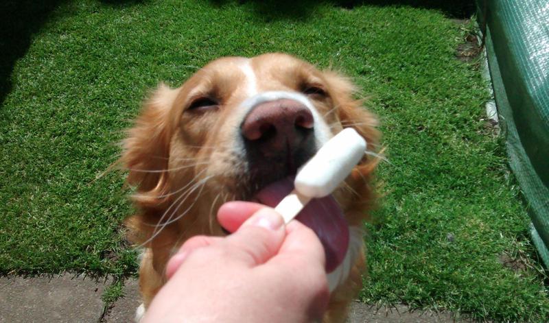 Dog enjoying a lick of a lolly