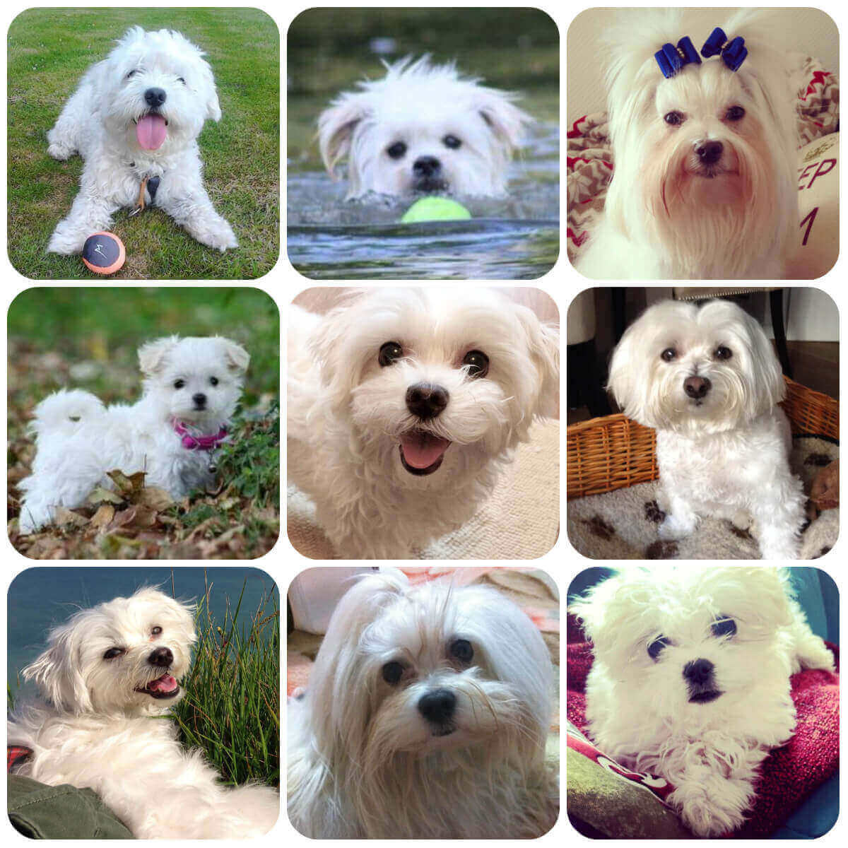 A collage of images of Maltese dogs. They are all small, white dogs with long hair although their hair has been styled in a variety of ways.
